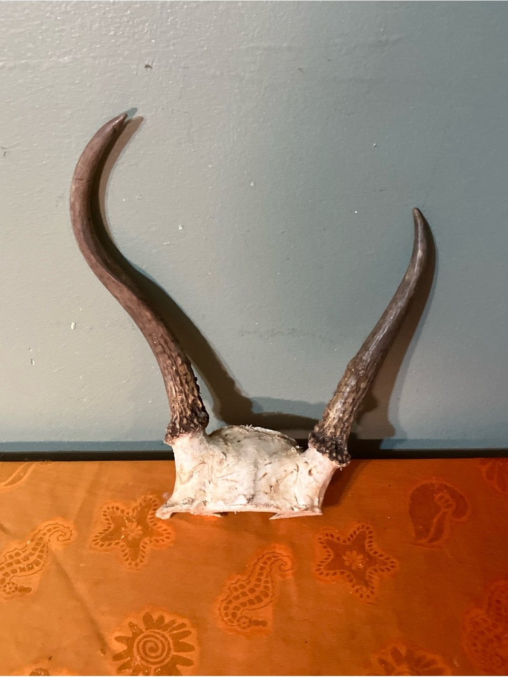 Spike Whitetail Deer Skull Cap 2 Point Antlers Rustic Decor Hunting Theme-F